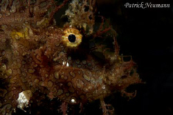 Say "HELLO" to Mr.Rhenopias Frondosa :-)) taken in secret... by Patrick Neumann 
